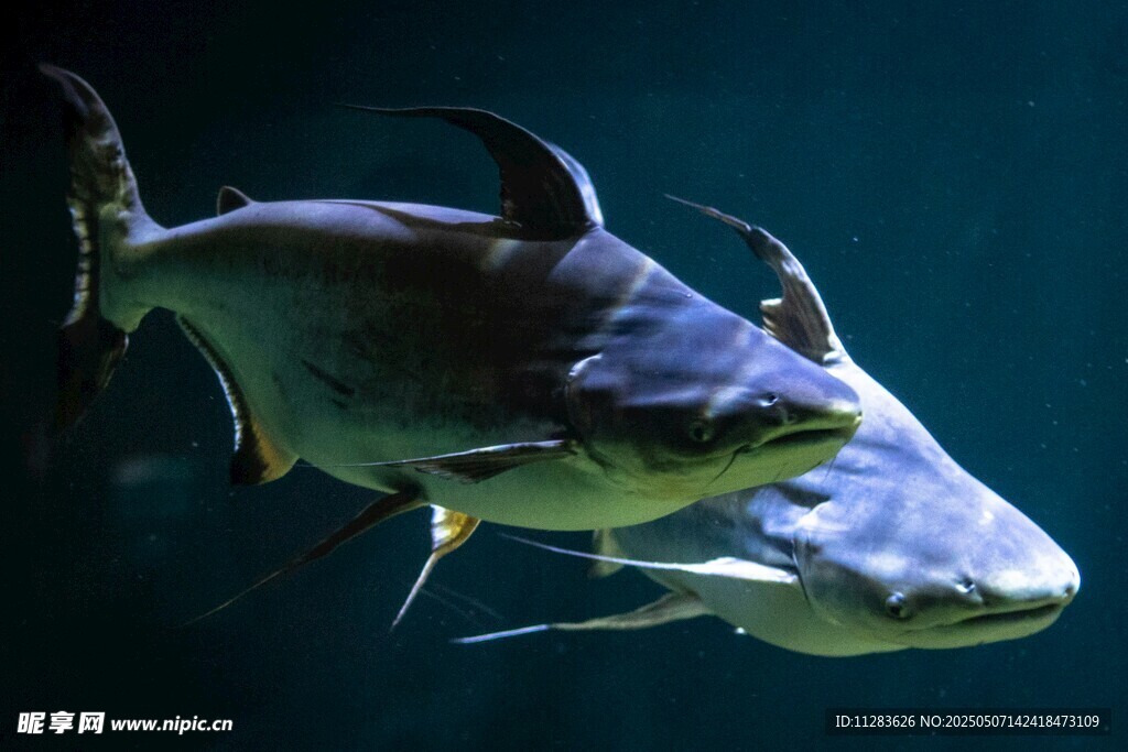 水中游弋的兇猛大魚