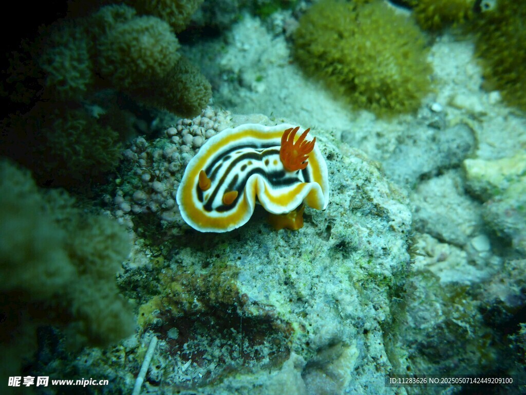 海底多彩海蛞蝓