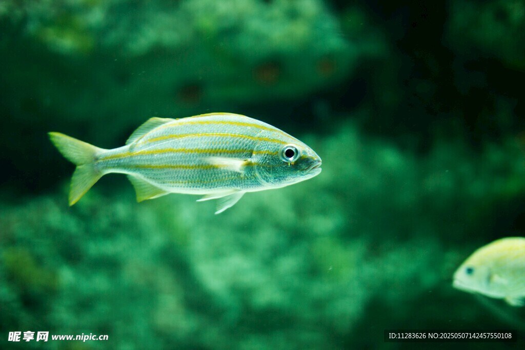 水中游弋的條紋小魚