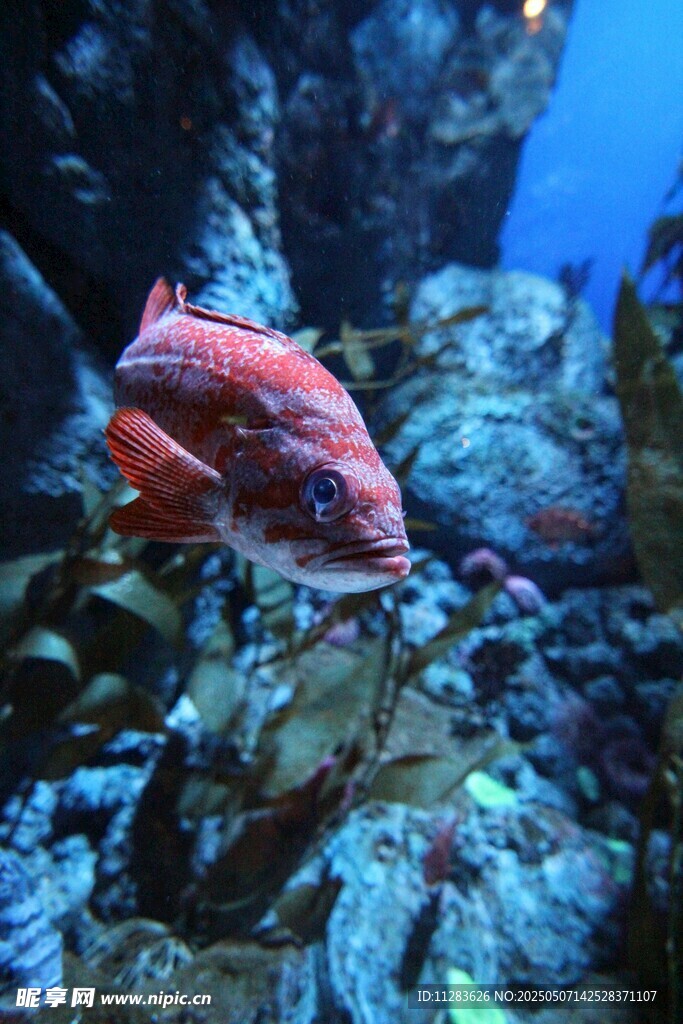水族館中的艷麗紅魚