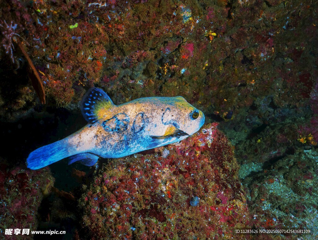 多彩海魚棲息于礁石間