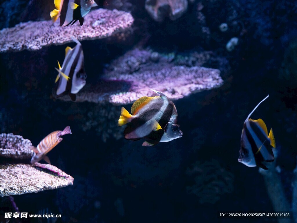 水族館中多彩游動的魚類