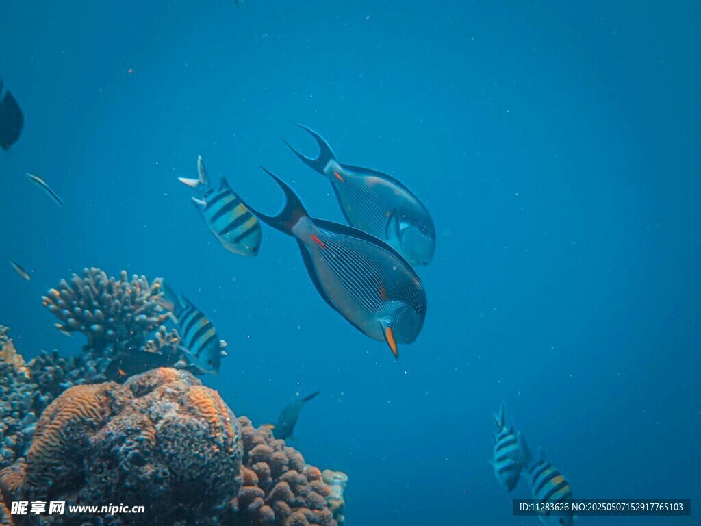 海底游魚與珊瑚景觀