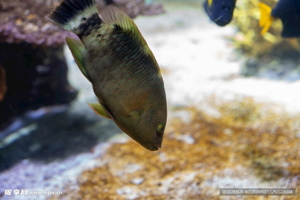 水中游動的獨特魚類