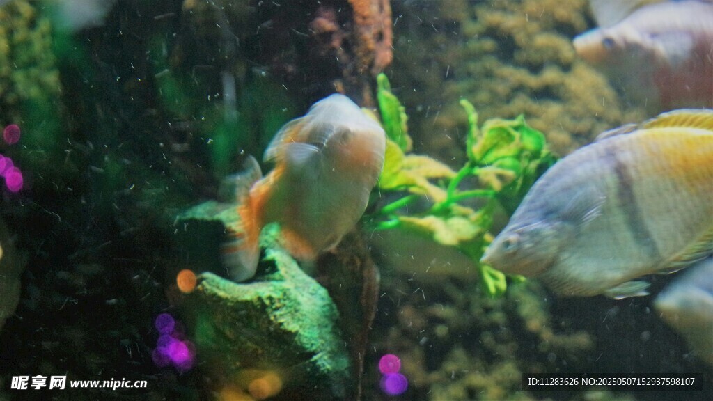 多彩水族箱中的美麗觀賞魚