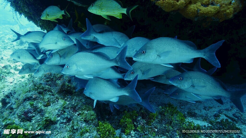 群魚暢游海底珊瑚間