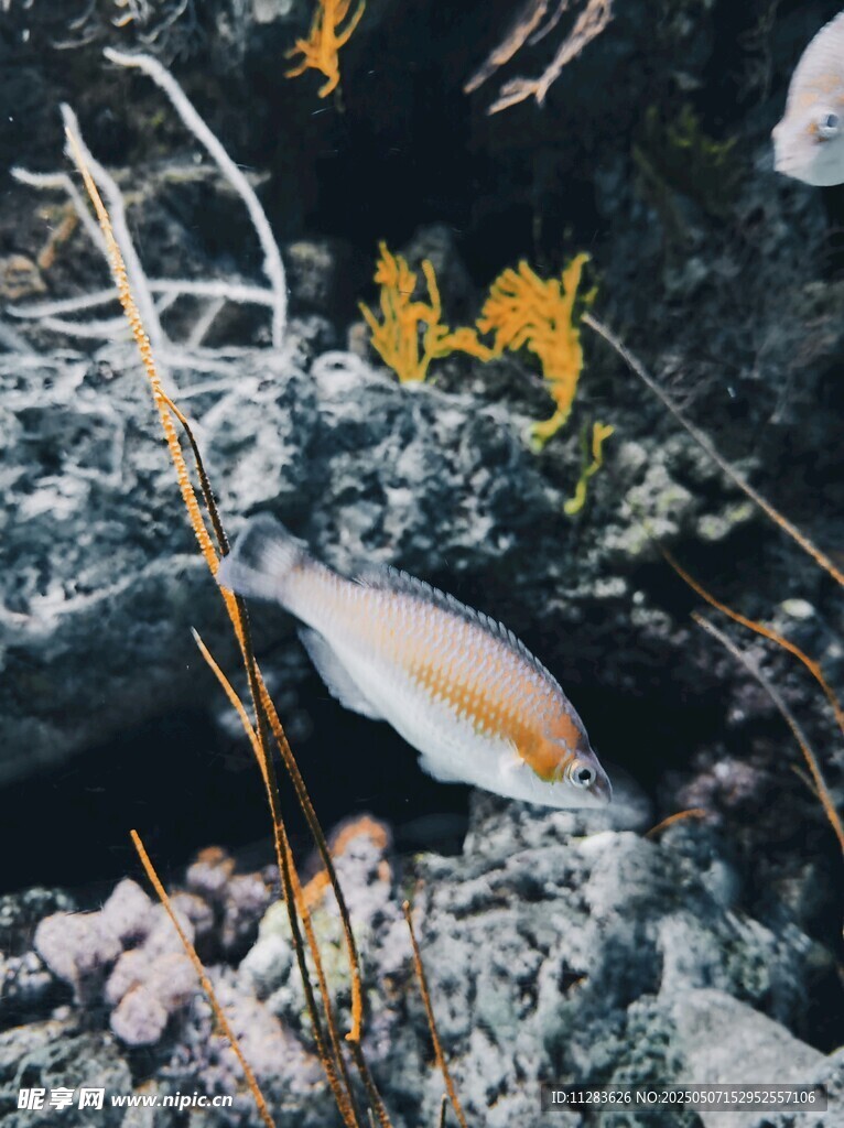海底世界的多彩魚(yú)類(lèi)景觀