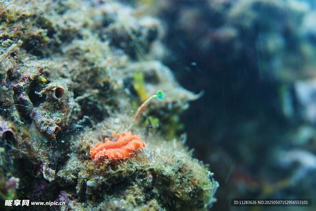 海底礁石上的橙色小生物