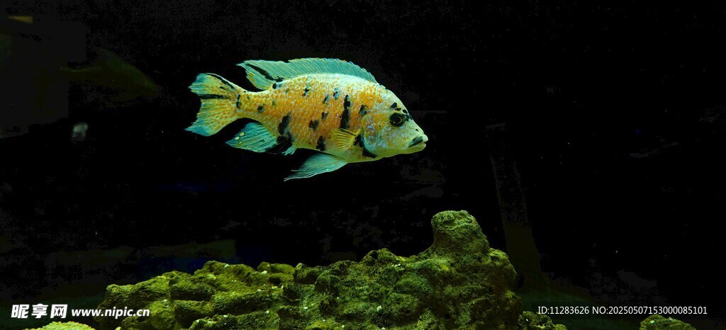 缸中游動的多彩觀賞魚