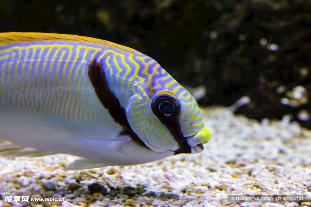 多彩條紋海魚特寫