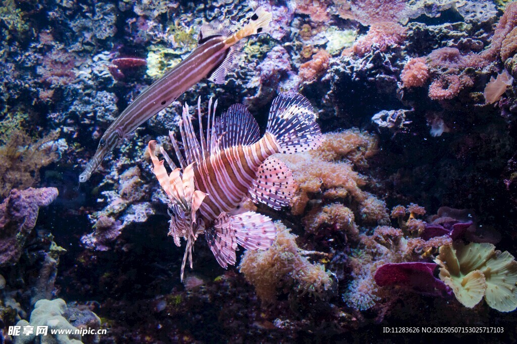 海底斑斕世界中的獅子魚