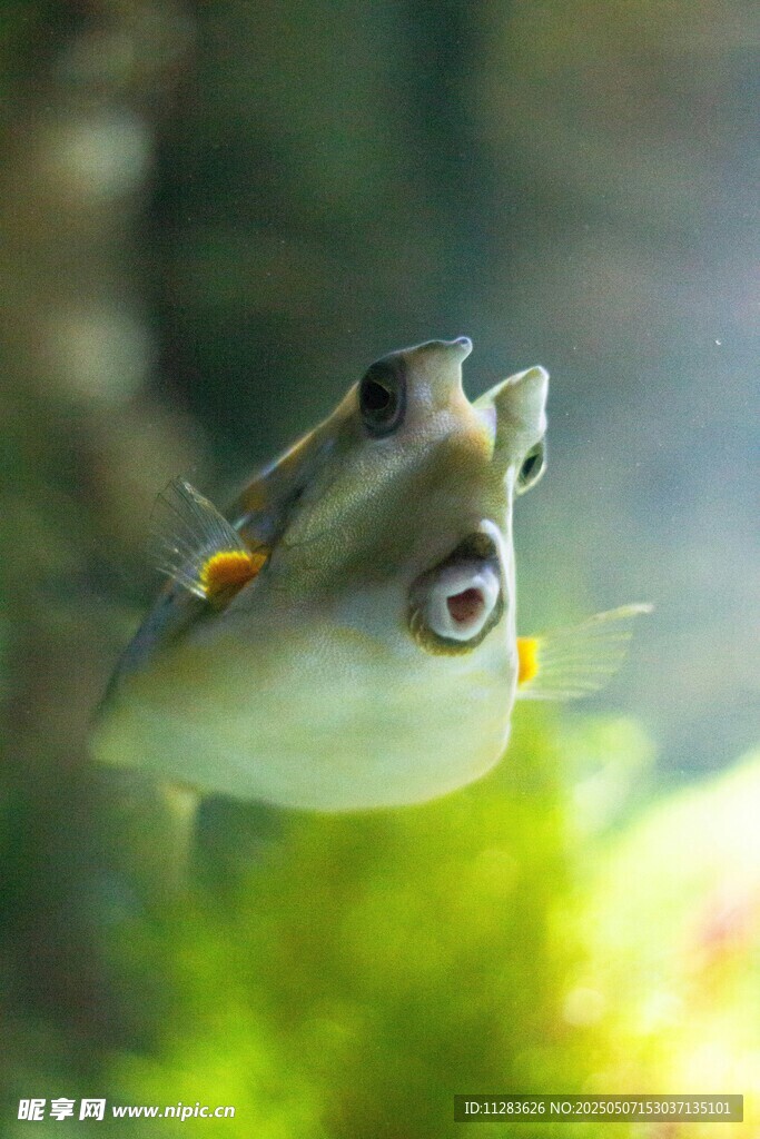 可愛小魚水中靈動瞬間