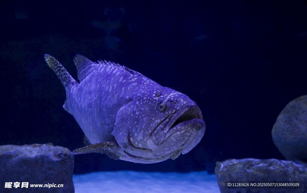 深海紫魚于礁石間游動