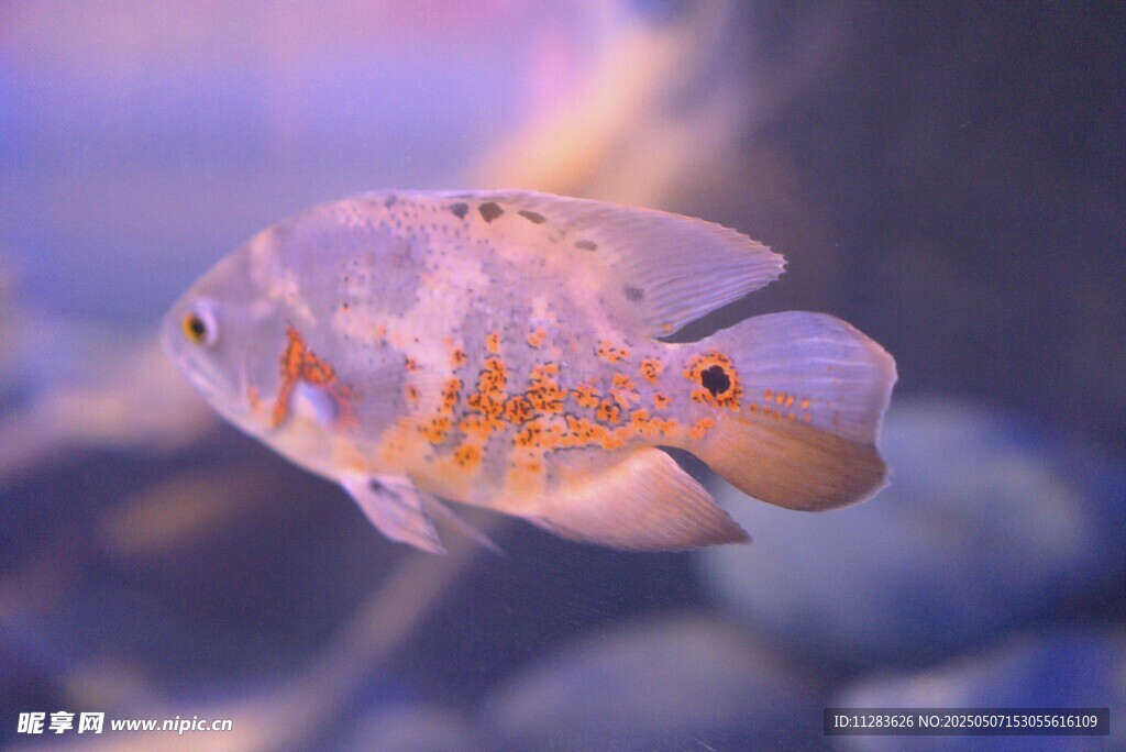 多彩觀賞魚特寫