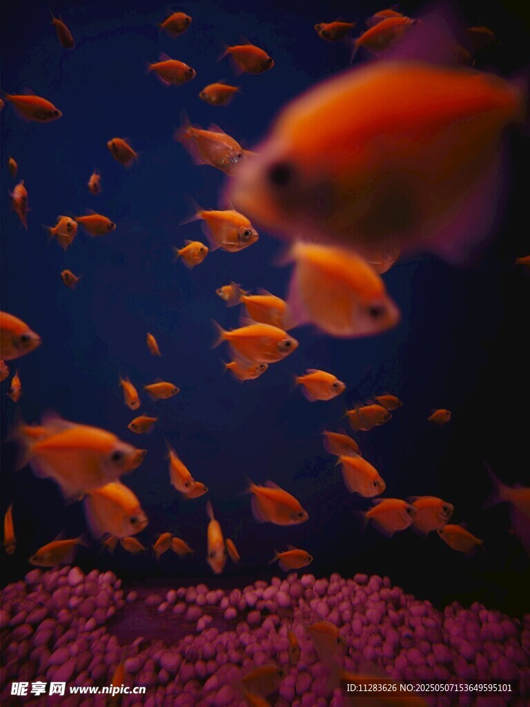 暢游的橙色金魚群