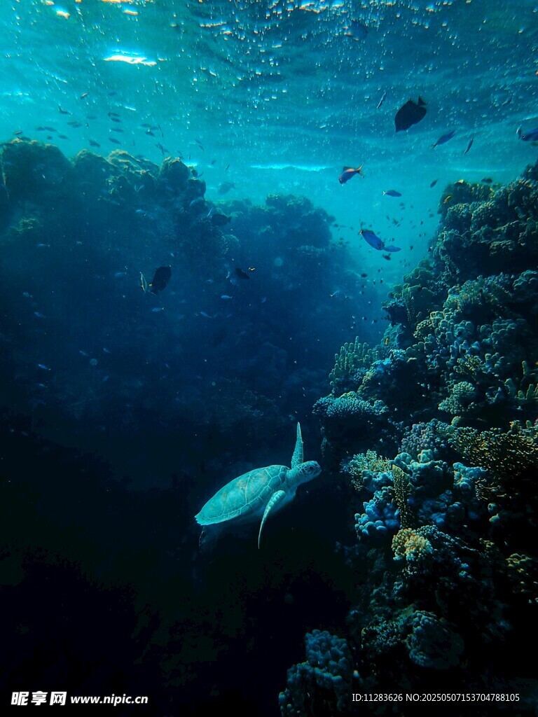 海底珊瑚與游動(dòng)的魚(yú)類