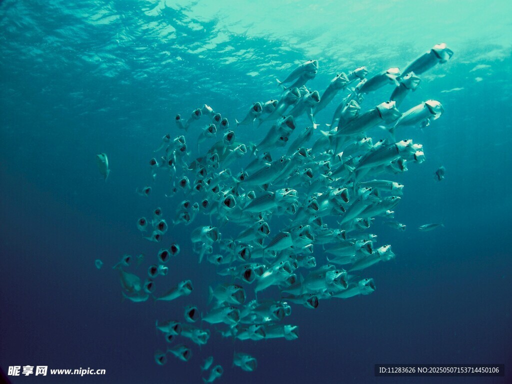 海洋中壯觀的魚群景觀