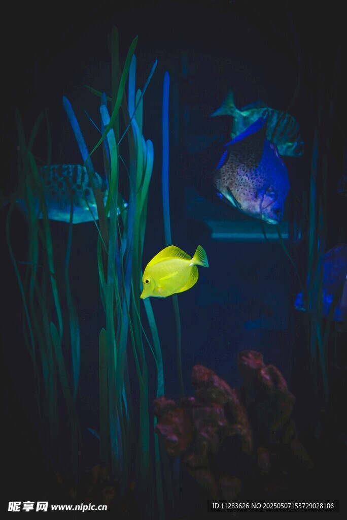 夢幻水族箱中的多彩小魚