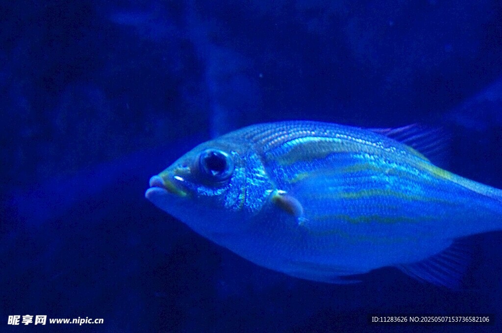 藍(lán)色海洋中的獨(dú)特小魚(yú)