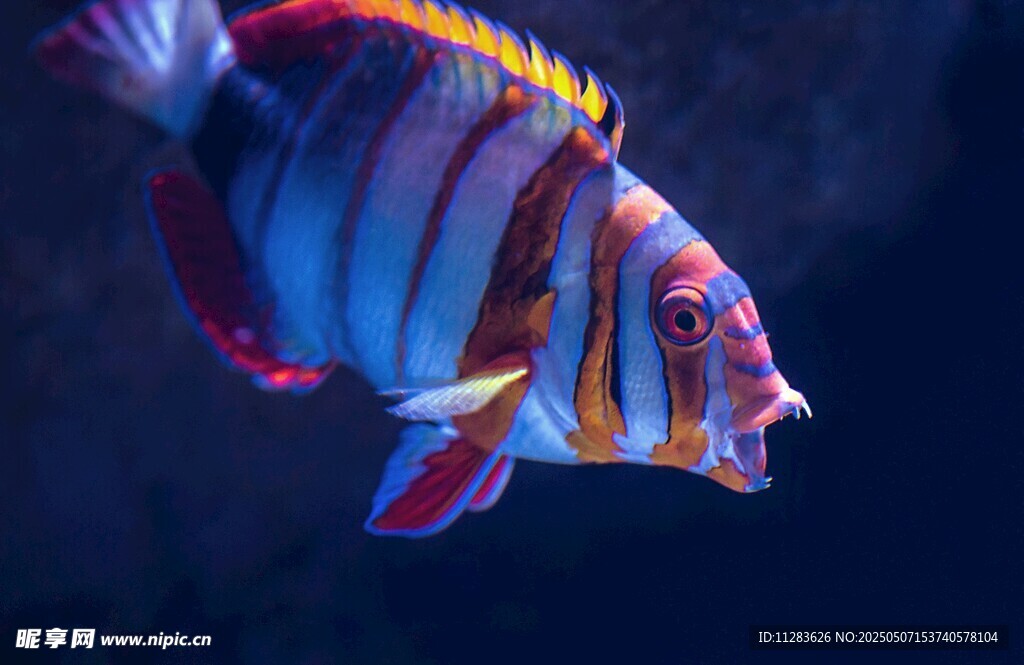 絢麗多彩的條紋觀賞魚