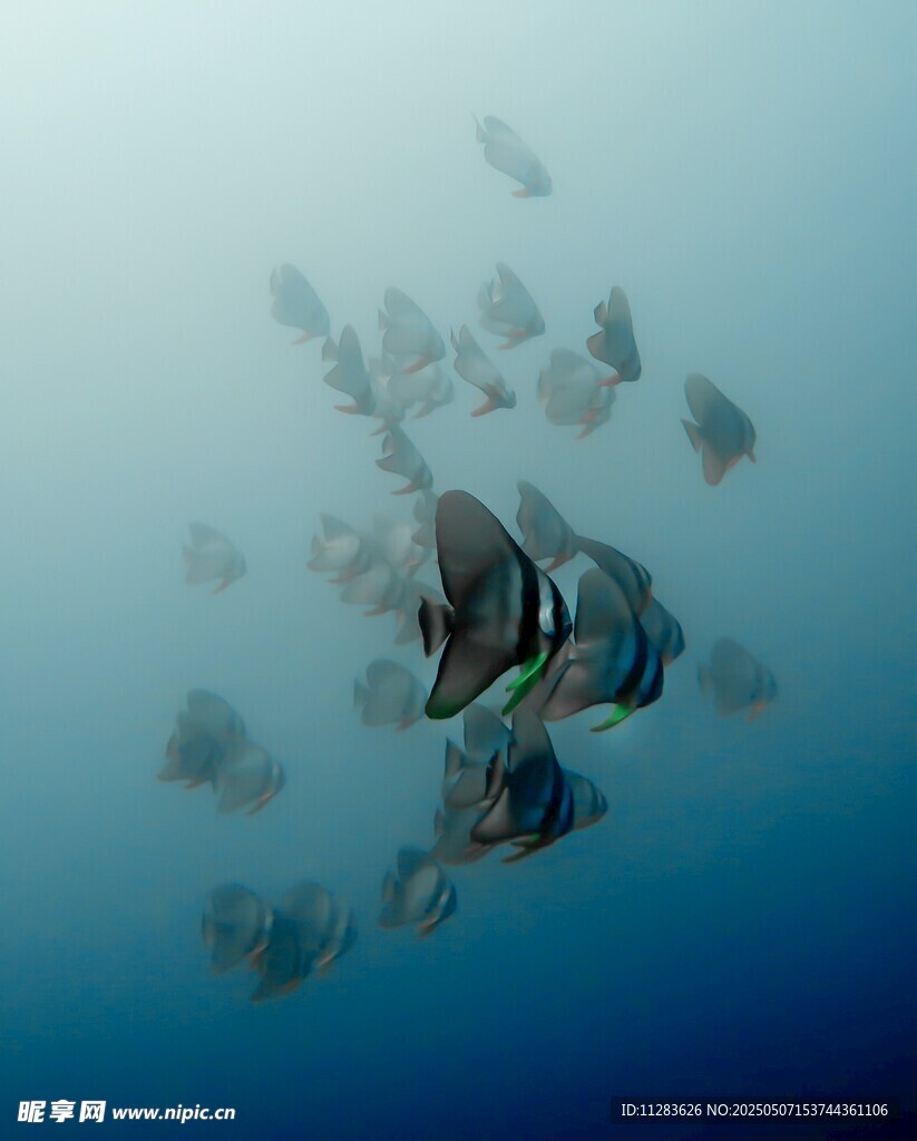 海底多彩魚群自由游弋
