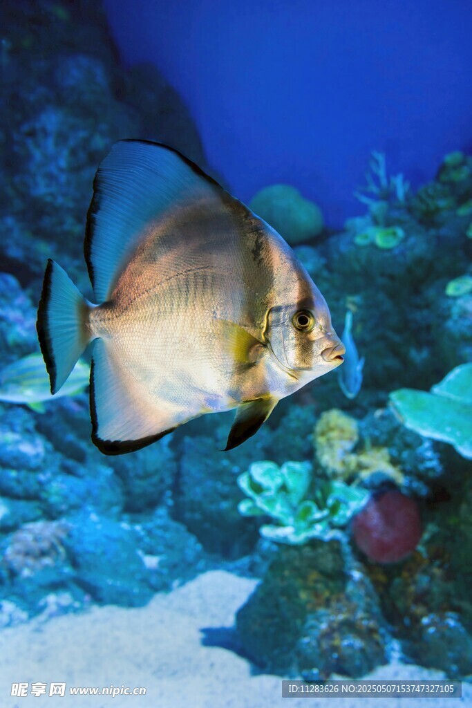 海洋中的優雅燕魚