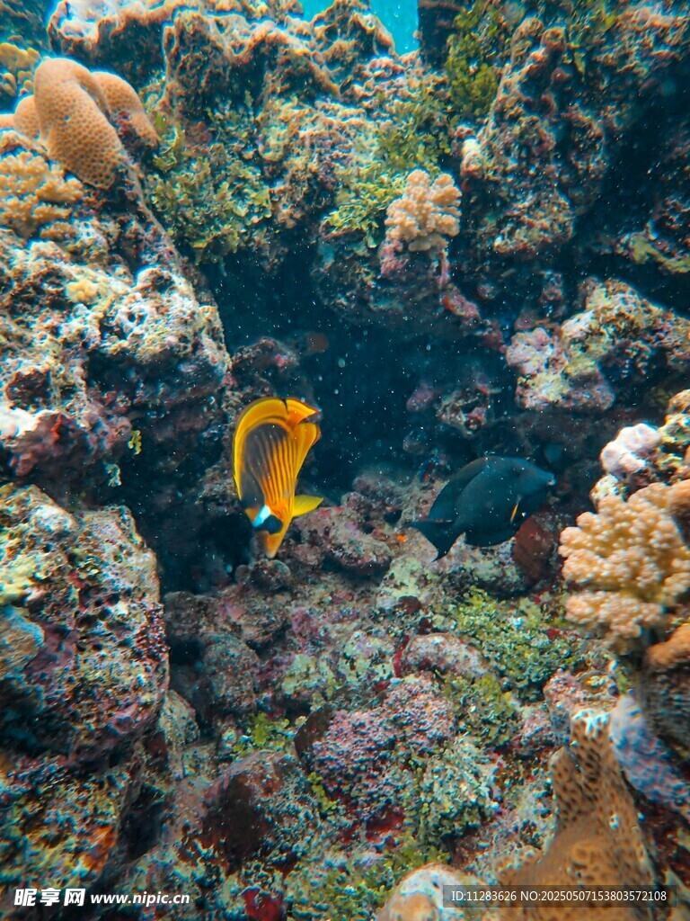 海底珊瑚間的黃色小魚