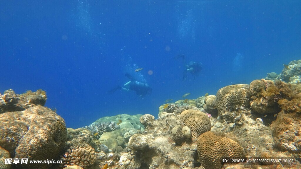 海底斑斕珊瑚景觀
