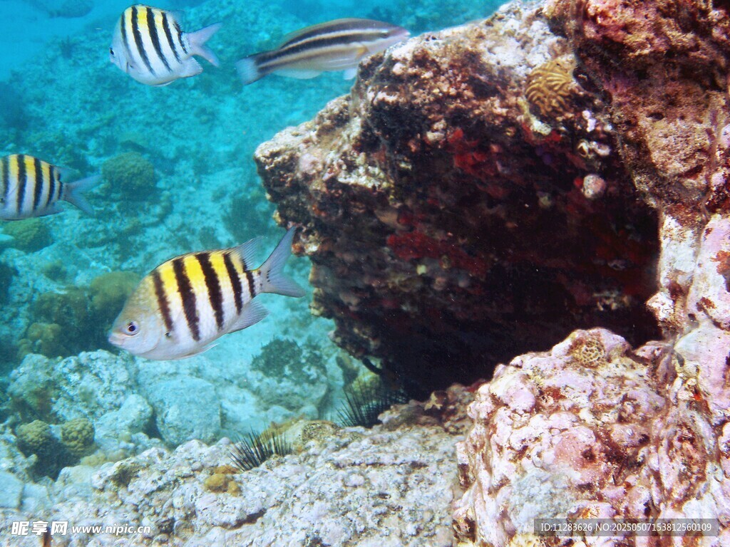 海底斑斕魚群與珊瑚景觀