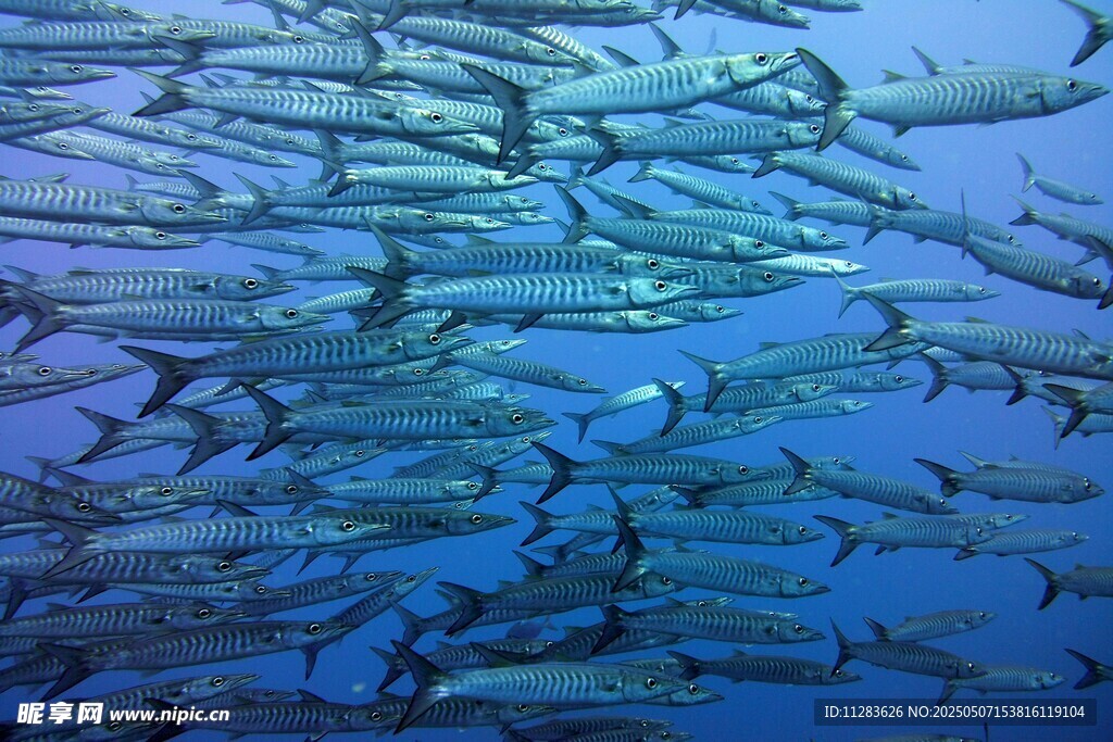海洋中密集的魚群景觀