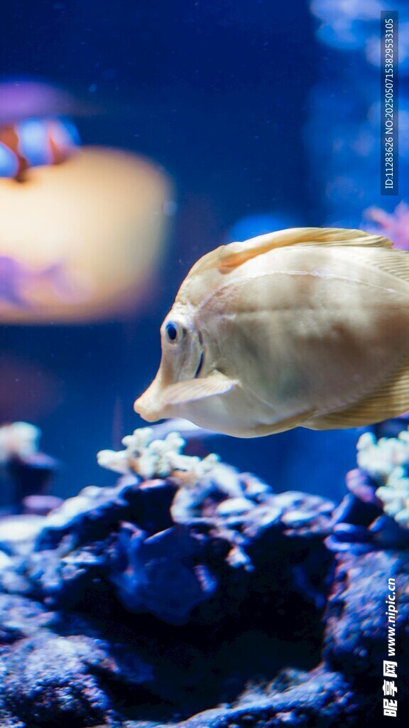 海洋中的美麗熱帶觀賞魚