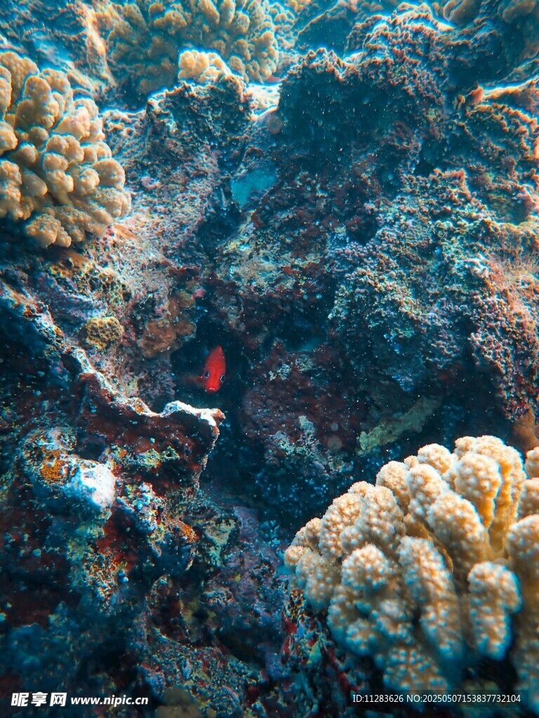 海底珊瑚叢中的紅色小魚