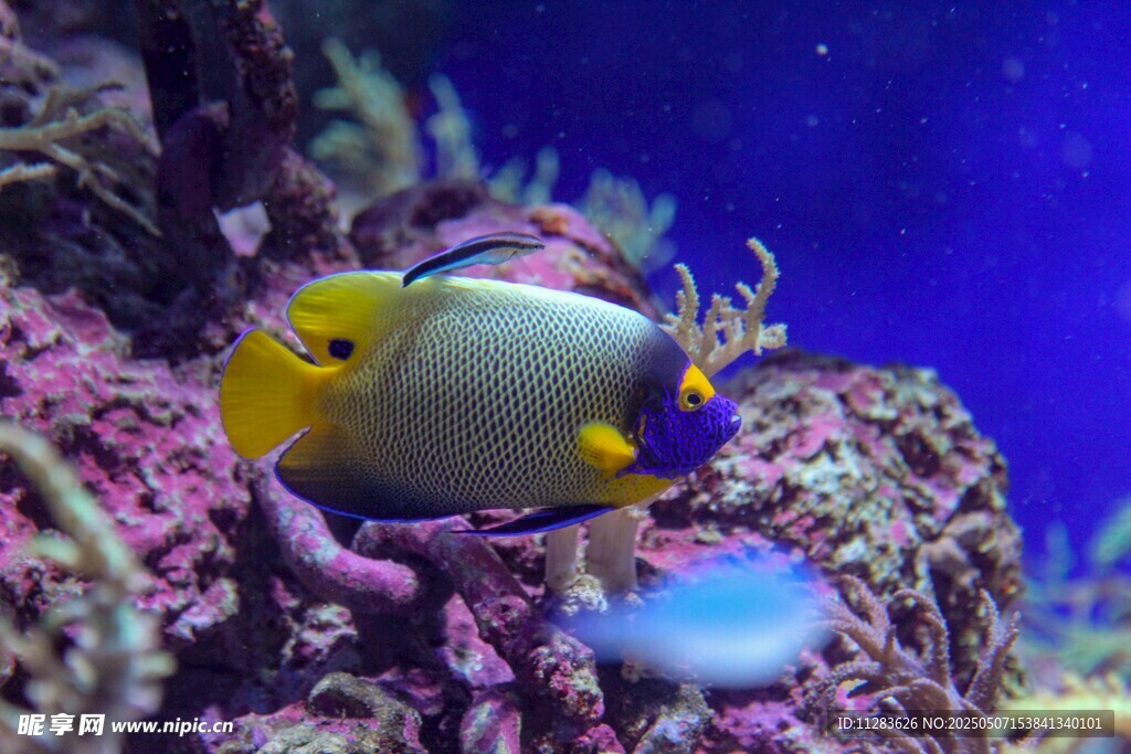 珊瑚礁中的可愛熱帶魚