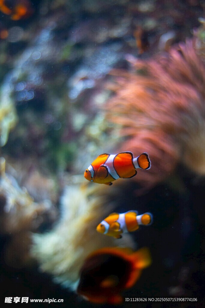 水中游動的可愛小丑魚
