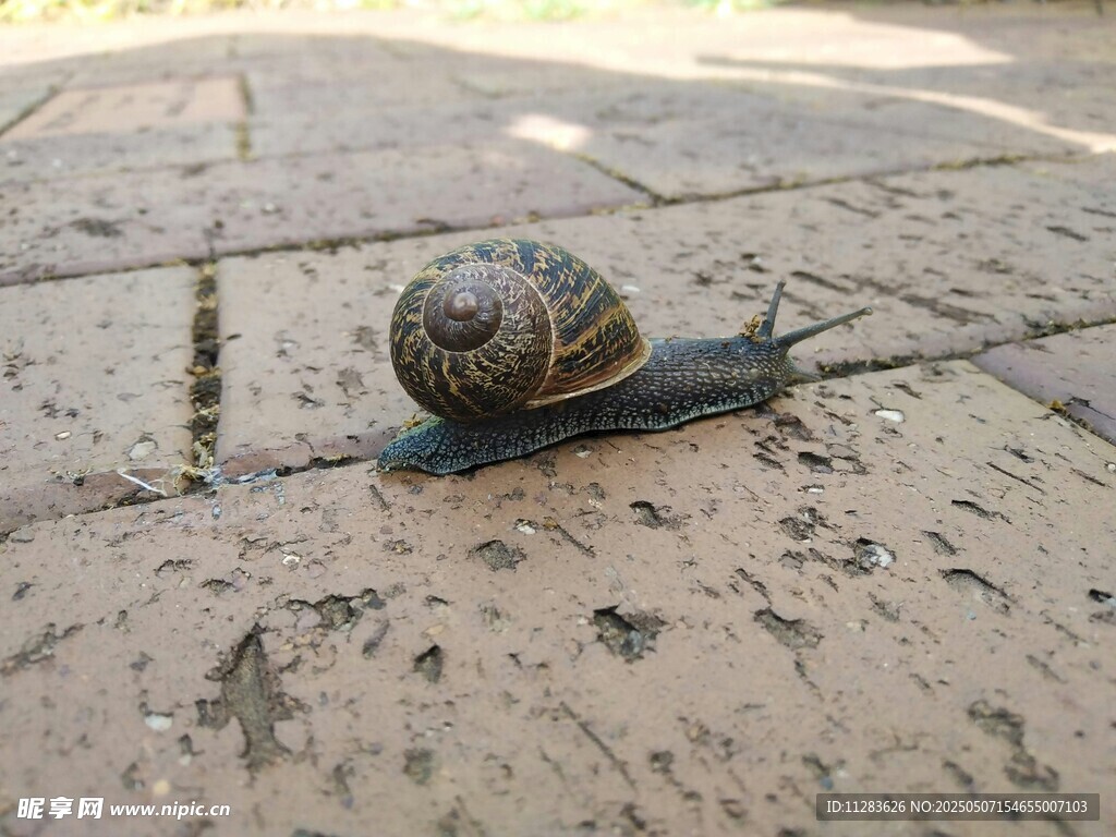 路面上爬行的小蝸牛