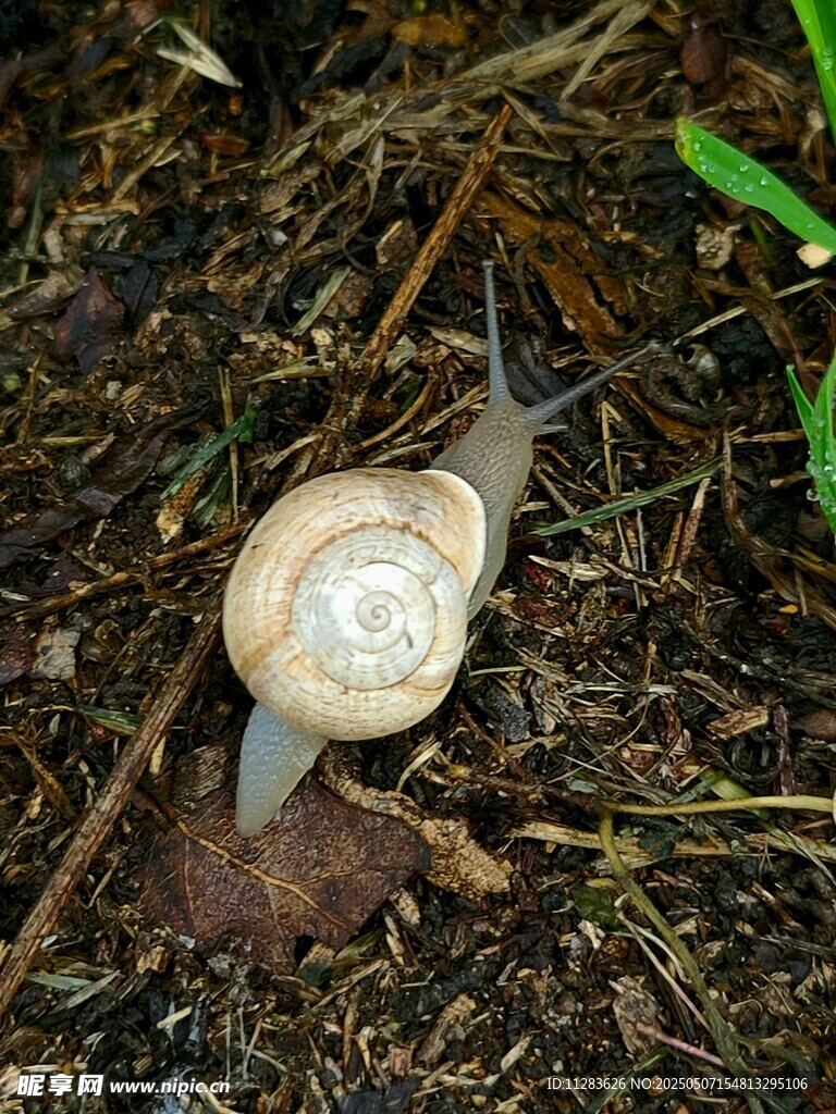 地上爬行的小蝸牛