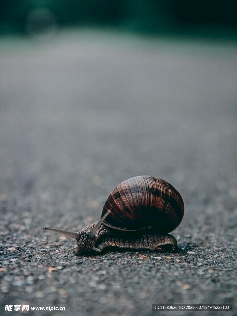 路上的蝸牛