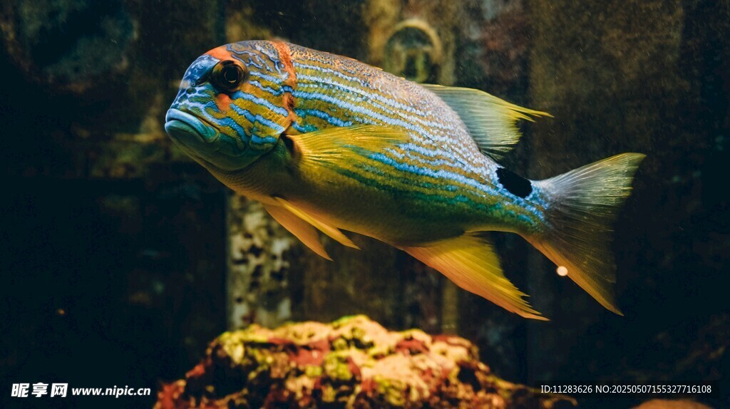 多彩海魚于礁石間悠游