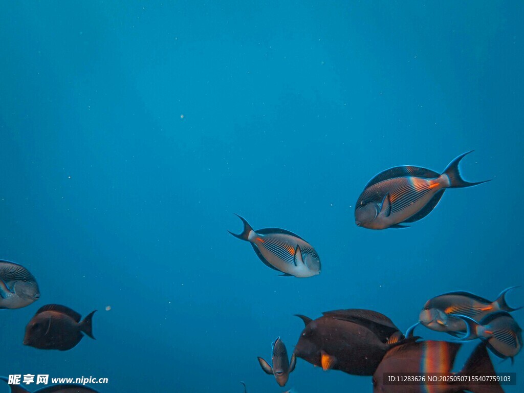 潛水員伴游多彩海底魚群