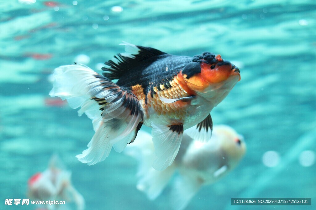 水中金魚靈動之美