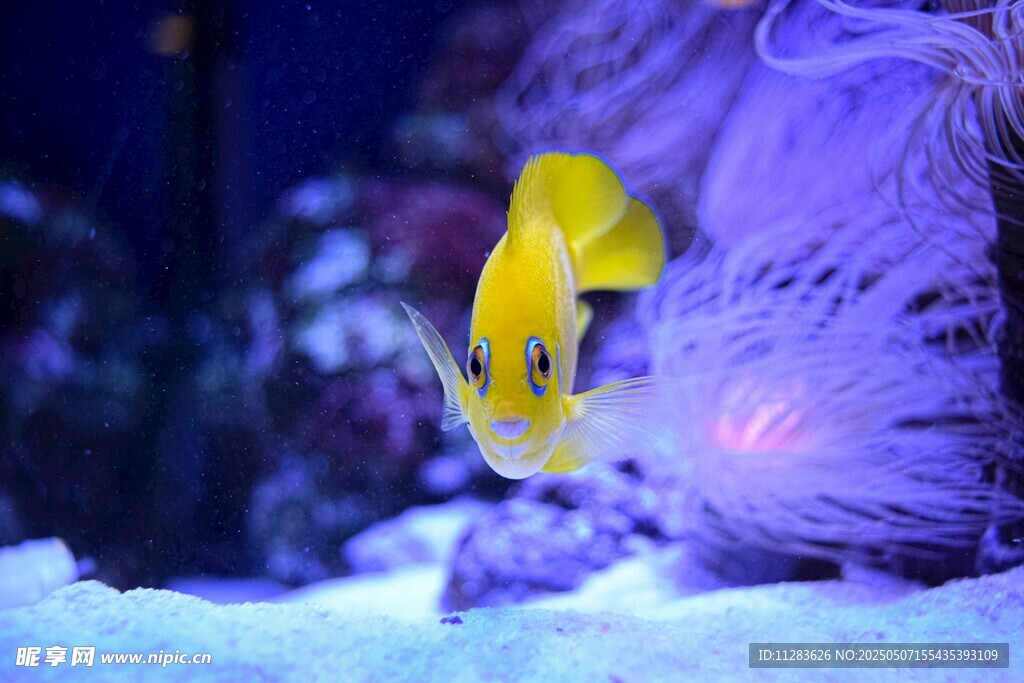 黃色小魚在?？杂蝿? />
                            </div>
                    </div>
                </div>



                <div   id=