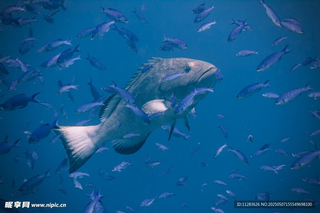深海中游動(dòng)的多彩魚(yú)類(lèi)