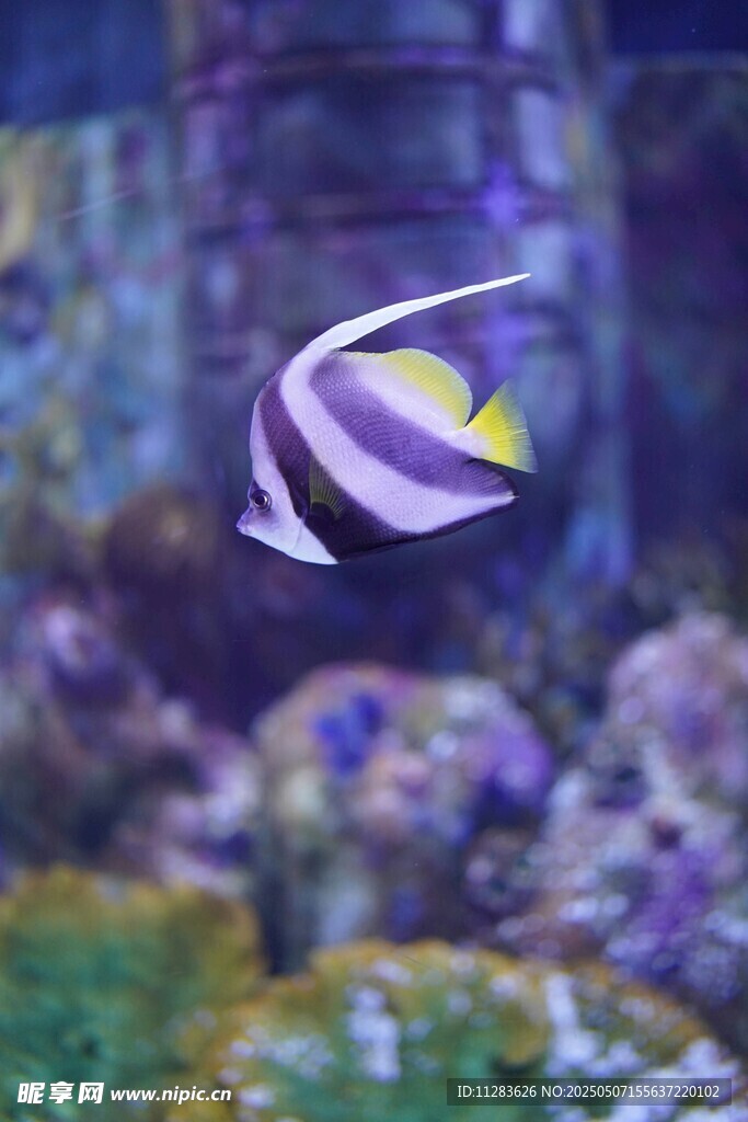 水中游弋的條紋觀賞魚