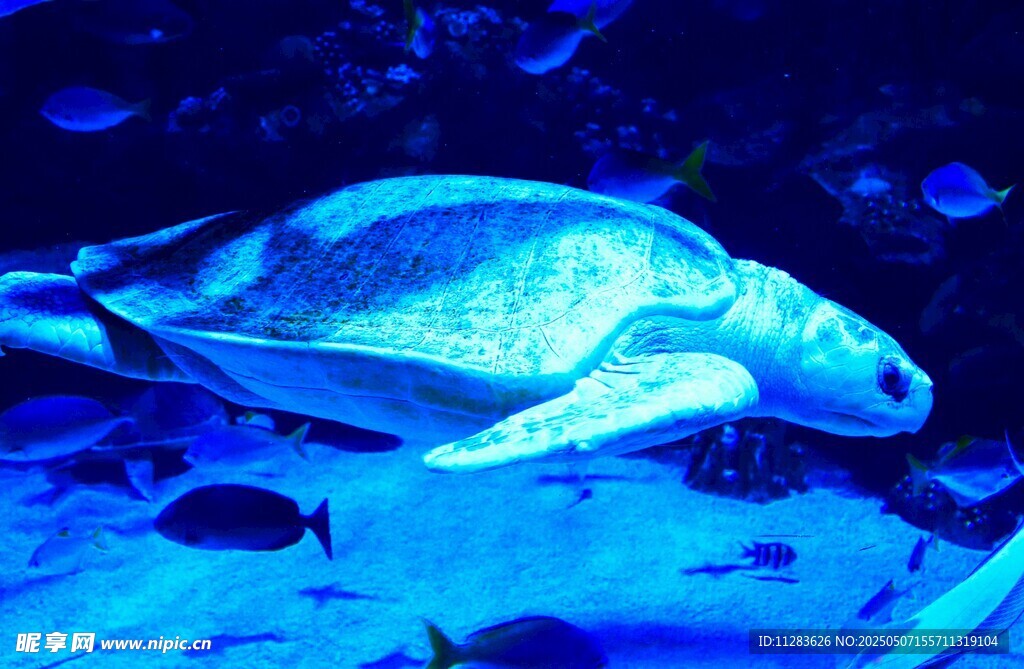 水族館中的海龜與小魚