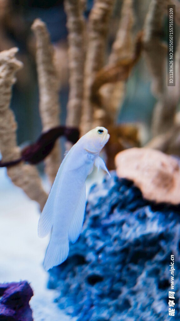 夢幻海洋生物展示