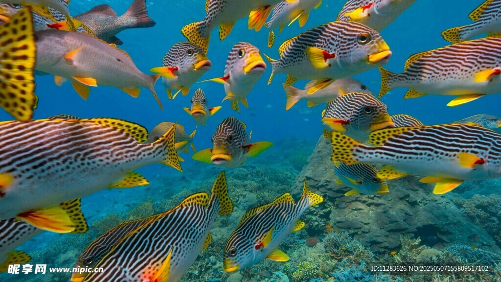 海底多彩魚群暢游景象