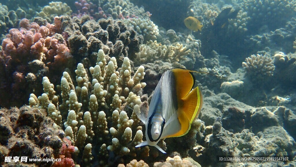 海底游弋的美麗條紋魚