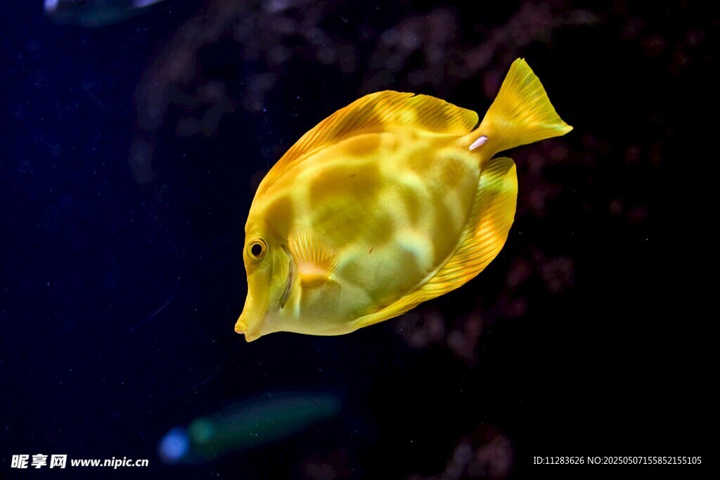 黃色斑點海魚特寫