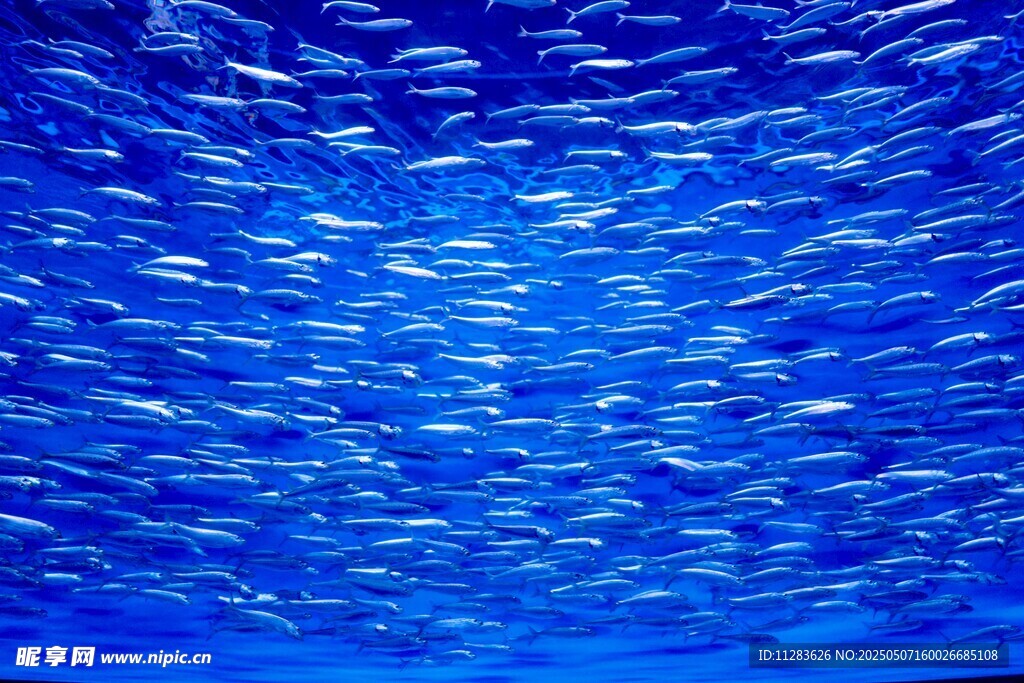 深海魚群
