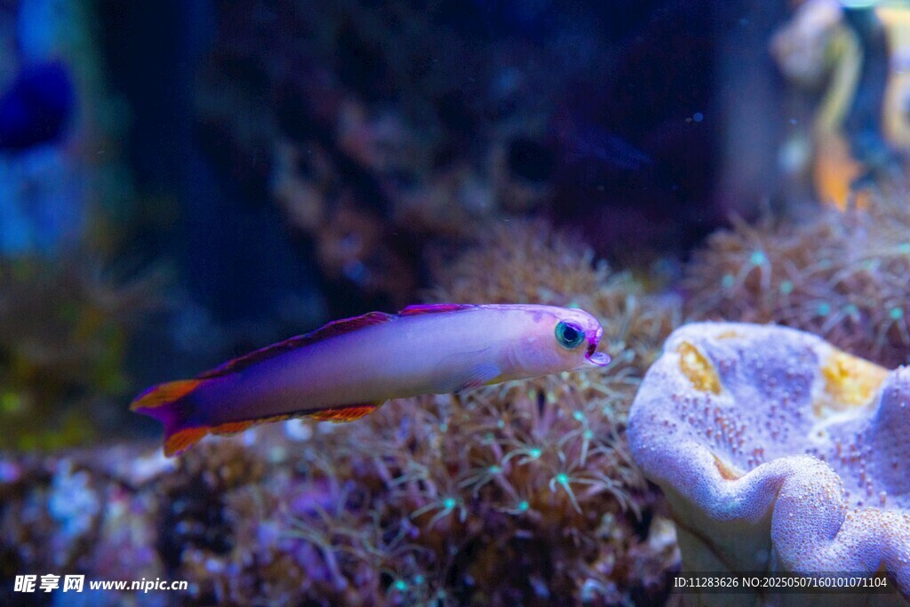 海洋中的美麗小魚與珊瑚